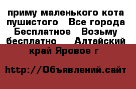 приму маленького кота пушистого - Все города Бесплатное » Возьму бесплатно   . Алтайский край,Яровое г.